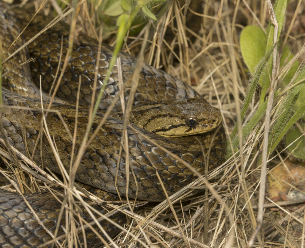 Culebra de cola corta (Galvarinus chilensis). Créditos: ©Pablo Silva @sur.endemico