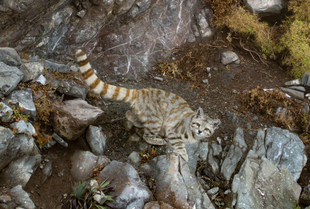 Gato andino. Créditos: Bernardo Segura