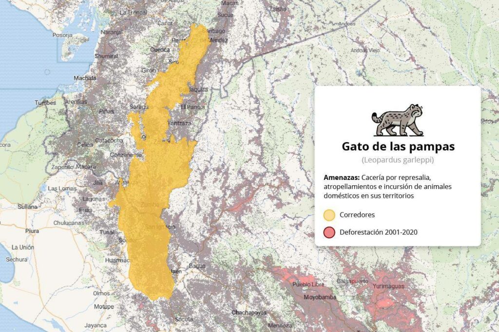 El corredor entre el norte de Perú y el sur de Ecuador es un corredor importante para el gato de las pampas y otras especies. Mapa: Eduardo Mota para Mongabay Latam.