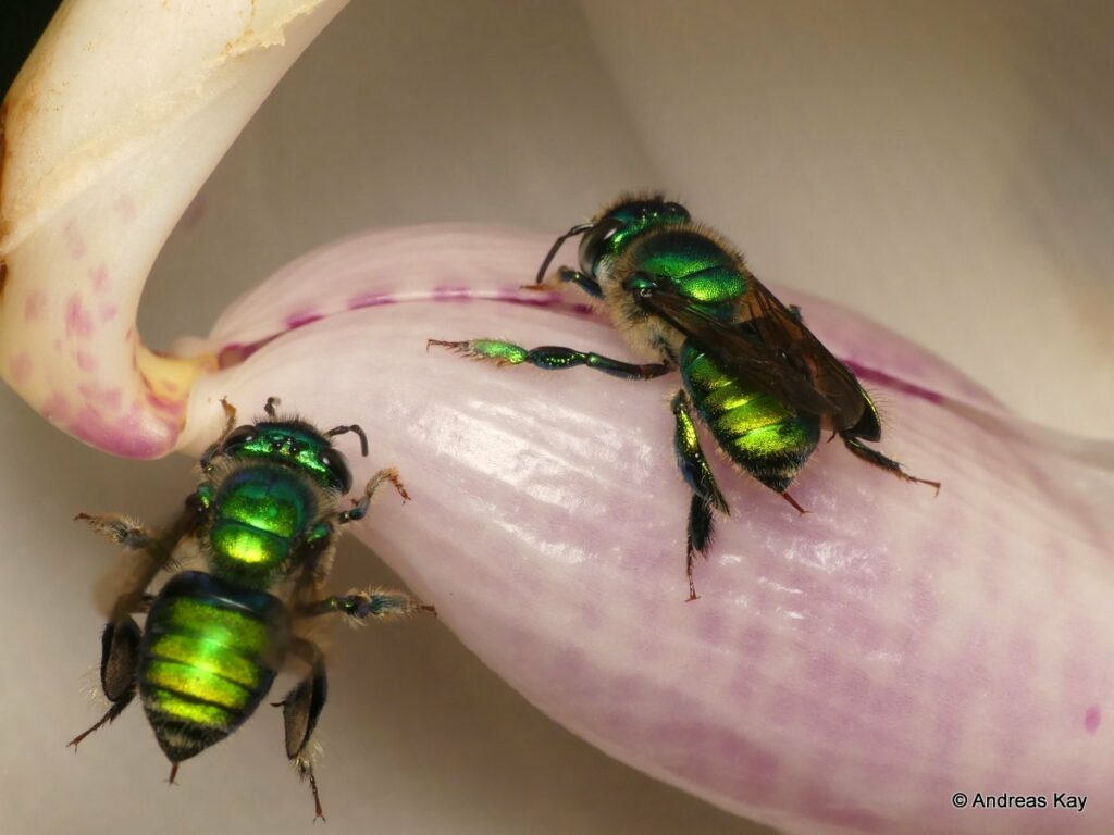 Abeja del género Euglossa. Créditos: Andreas Kay.