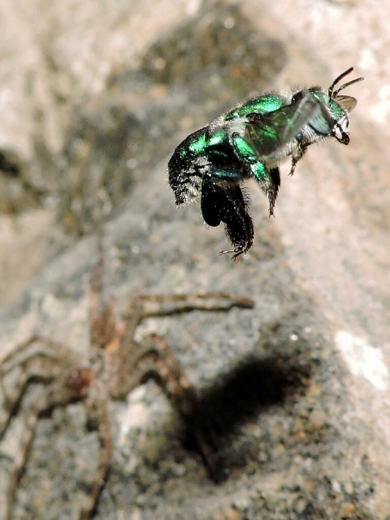 Abeja del género Euglossa. Créditos: Cheryl Harleston López.