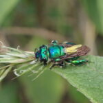 Abeja del género Euglossa. Créditos: Guido Bohne.