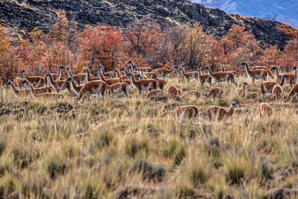 Guanacos en el Sector Valle Chacabuco de Cochrane. Créditos: Servicio Nacional de Turismo.