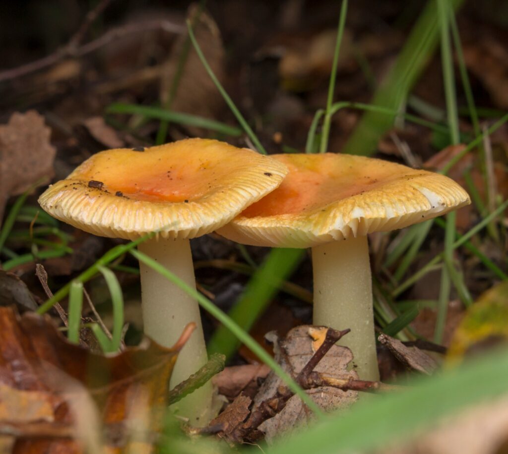 Amanita aurantiovelata. Créditos: Pablo Silva (Sur Endémico).