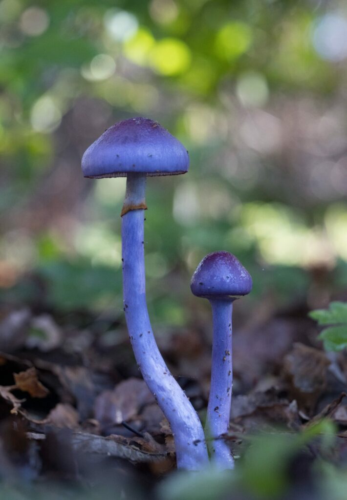 Cortinarius magellanicus. Créditos: Pablo Silva (Sur Endémico).