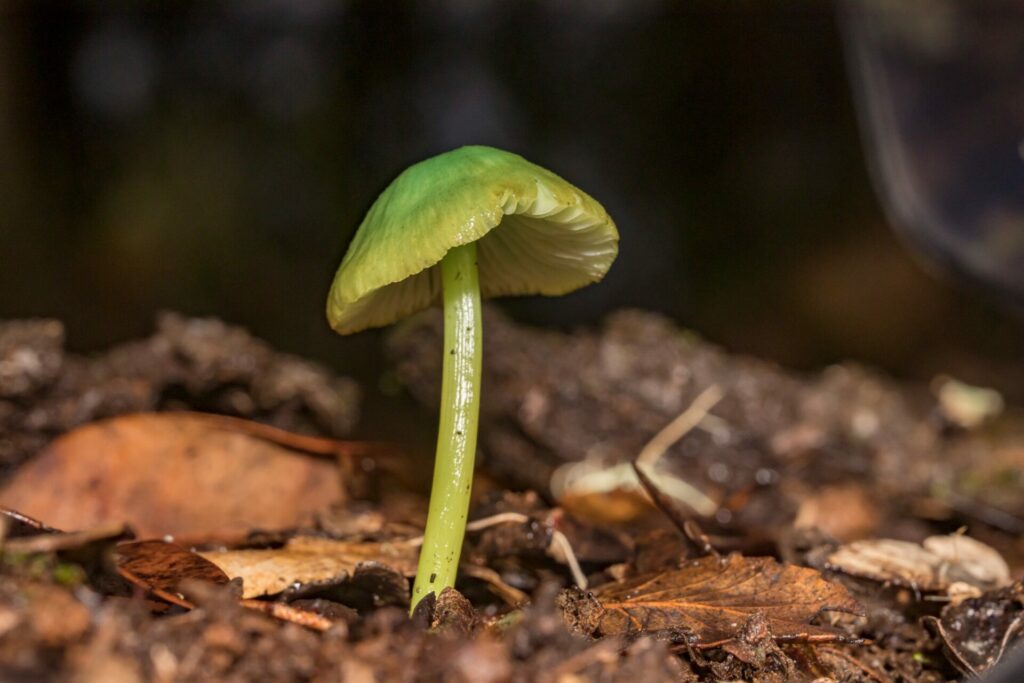 Entoloma necopinatum. Créditos: Pablo Silva (Sur Endémico).