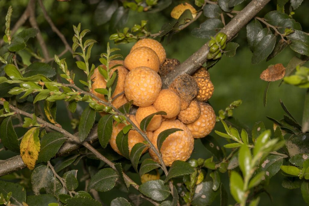 Cyttaria hariotii (Llao llao). Créditos: Pablo Silva (Sur Endémico).