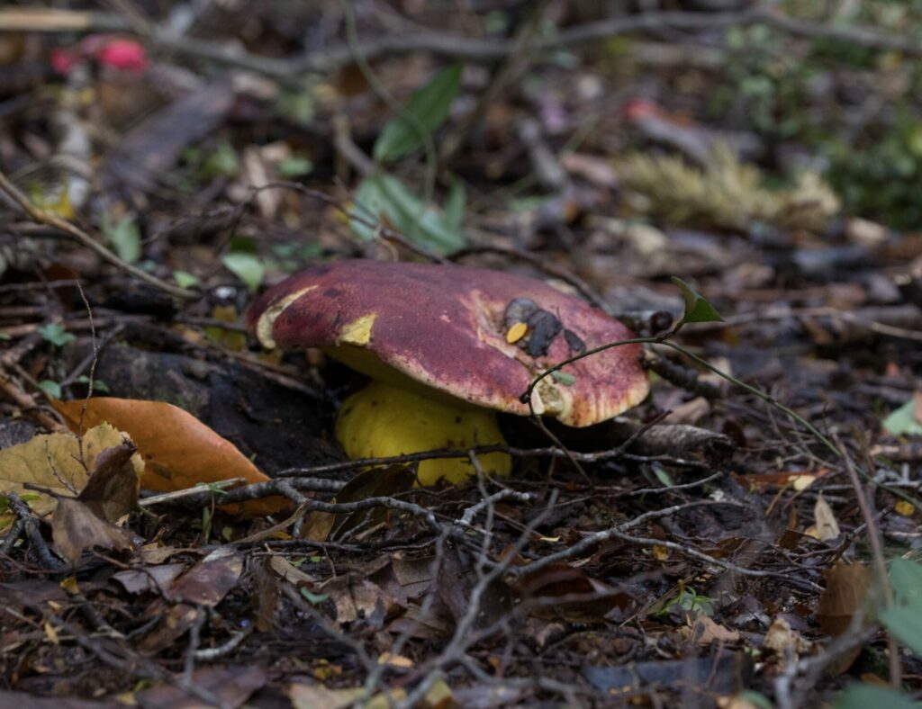 Boletus loyo. Créditos: Pablo Silva (Sur Endémico).