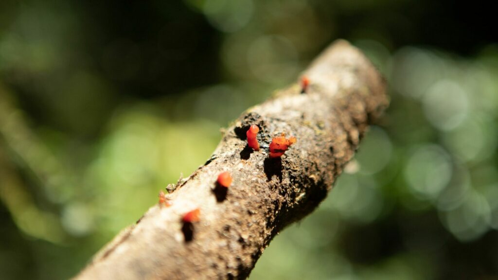 Guepiniopsis alpina, gomita del bosque (seca). Créditos: Servicio Nacional de Turismo.