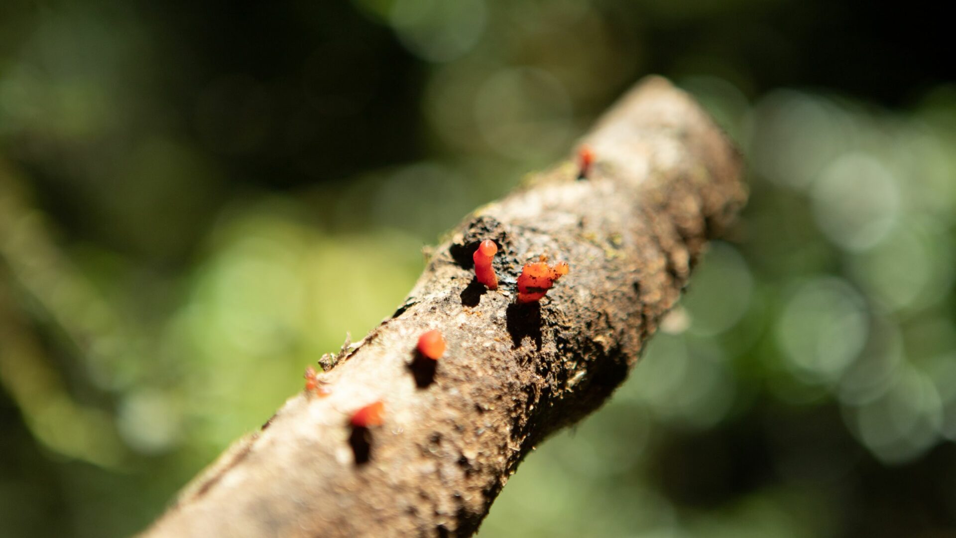 Reino Fungi en el bosque valdiviano: Un tesoro natural al alcance de todos