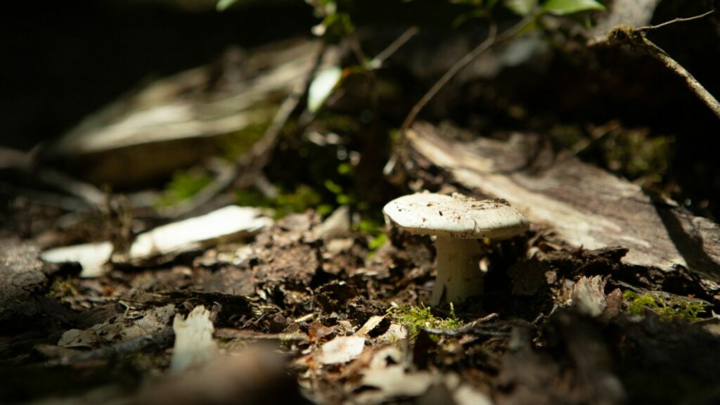 Amanita sp. Créditos: Servicio Nacional de Turismo.