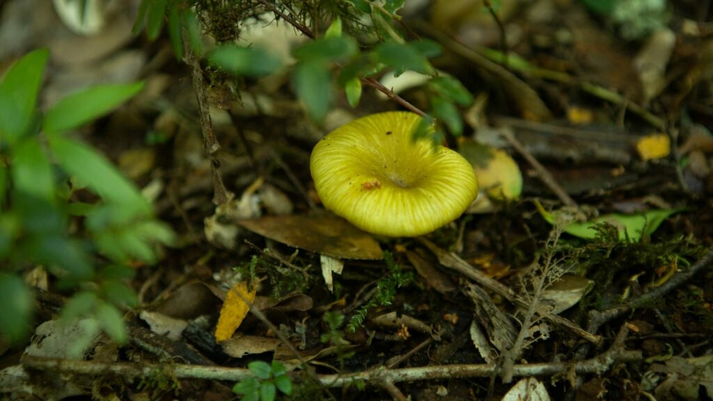 cf. Gerronema sp. Créditos: Servicio Nacional de Turismo.