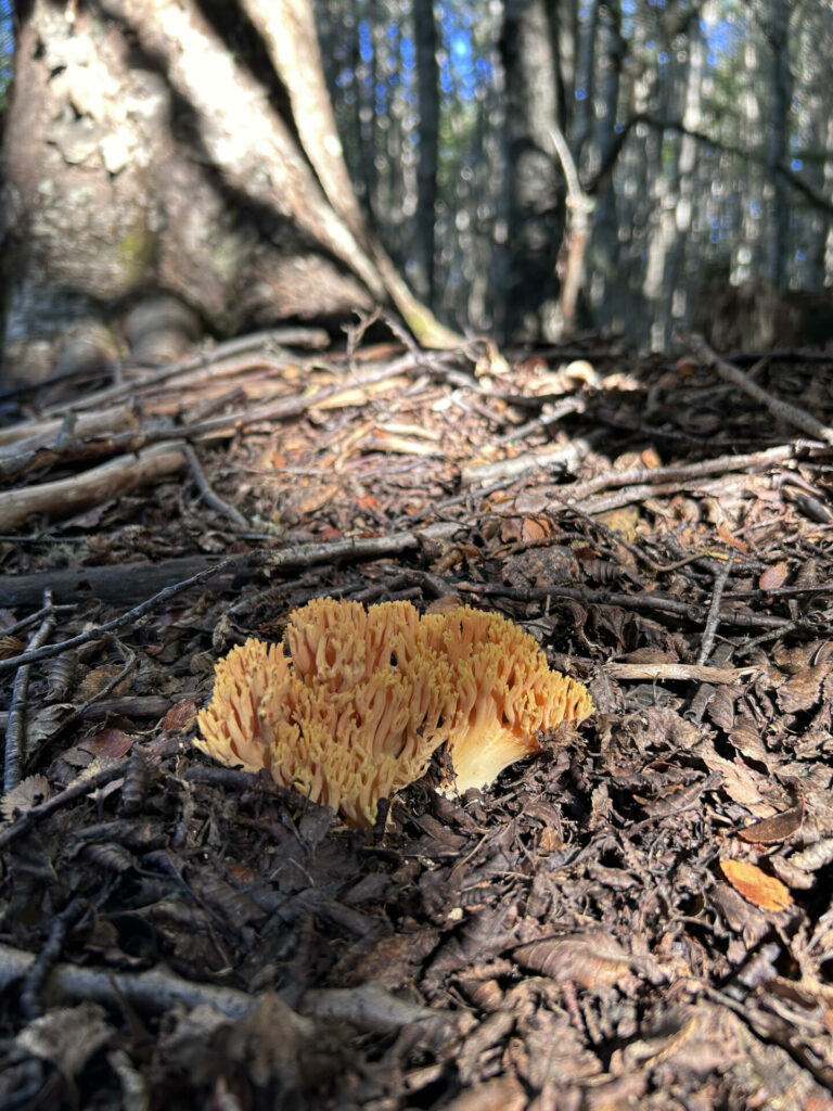 El suelo de bosques subantárticos tiene una rica biodiversidad de en micorrizas, que detectamos por sus llamativos carpóforos, como los naranjas coraloides (Ramaria patagonica) o los morados mucilaginosos (Cortinarius magellanicus). Créditos: Laura Sánchez Jardón.