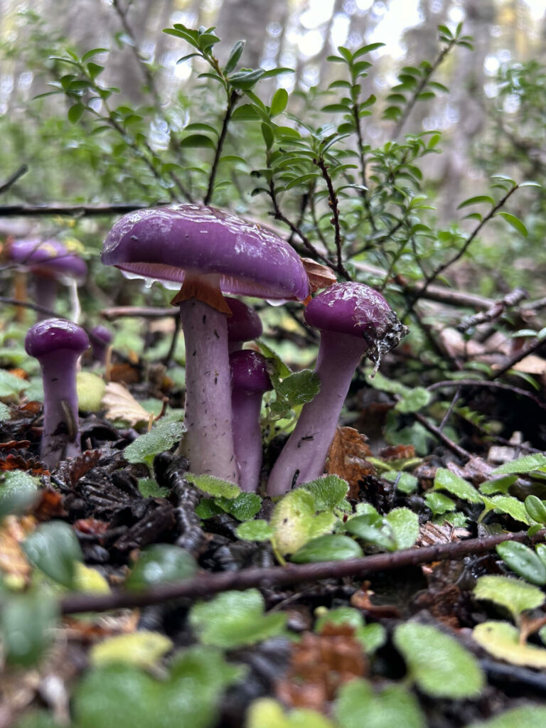 El suelo de bosques subantárticos tiene una rica biodiversidad de en micorrizas, que detectamos por sus llamativos carpóforos, como los naranjas coraloides (Ramaria patagonica) o los morados mucilaginosos (Cortinarius magellanicus). Créditos: Laura Sánchez Jardón.