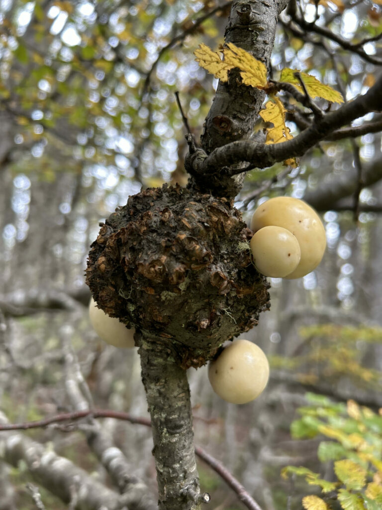 Sobre los árboles de lenga (Nothofagus pumilio) y los arbustos como el calafate (Berberis microphylla) cohabitan hongos parasíticos como los digüeñes (Cyttaria darwinii) o la roya (Puccinia magellanica). Créditos: Laura Sánchez Jardón.