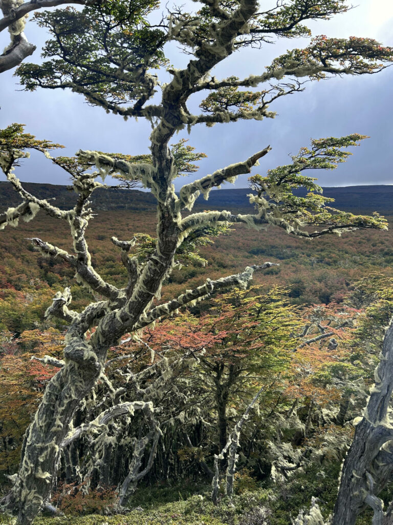 Líquenes como la barba de viejo (Protousnea poeppigii) cubren la cubren los ñires (Nothofagus antarctica) durante todo el año. Créditos: Laura Sánchez Jardón.