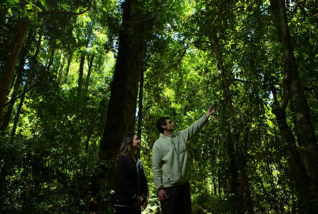 Bosque valdiviano. Créditos: Servicio Nacional de Turismo.