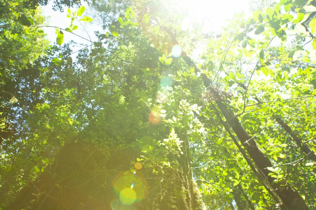 Bosque valdiviano. Créditos: Servicio Nacional de Turismo.