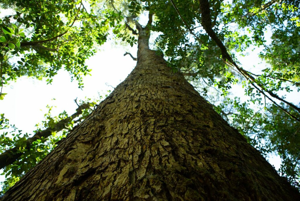 Bosque valdiviano. Créditos: Servicio Nacional de Turismo.