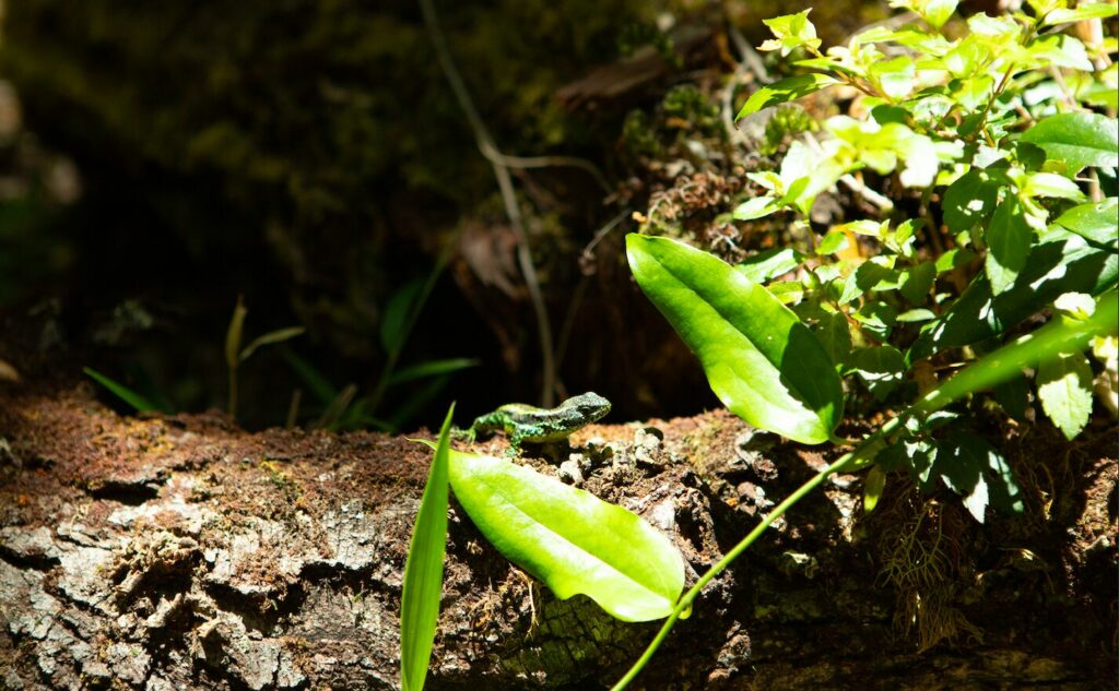 Bosque valdiviano. Créditos: Servicio Nacional de Turismo.