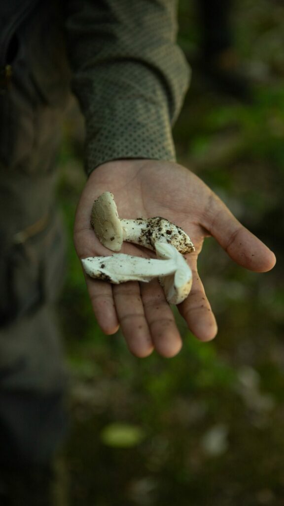 Amanita sp. Créditos: Servicio Nacional de Turismo.