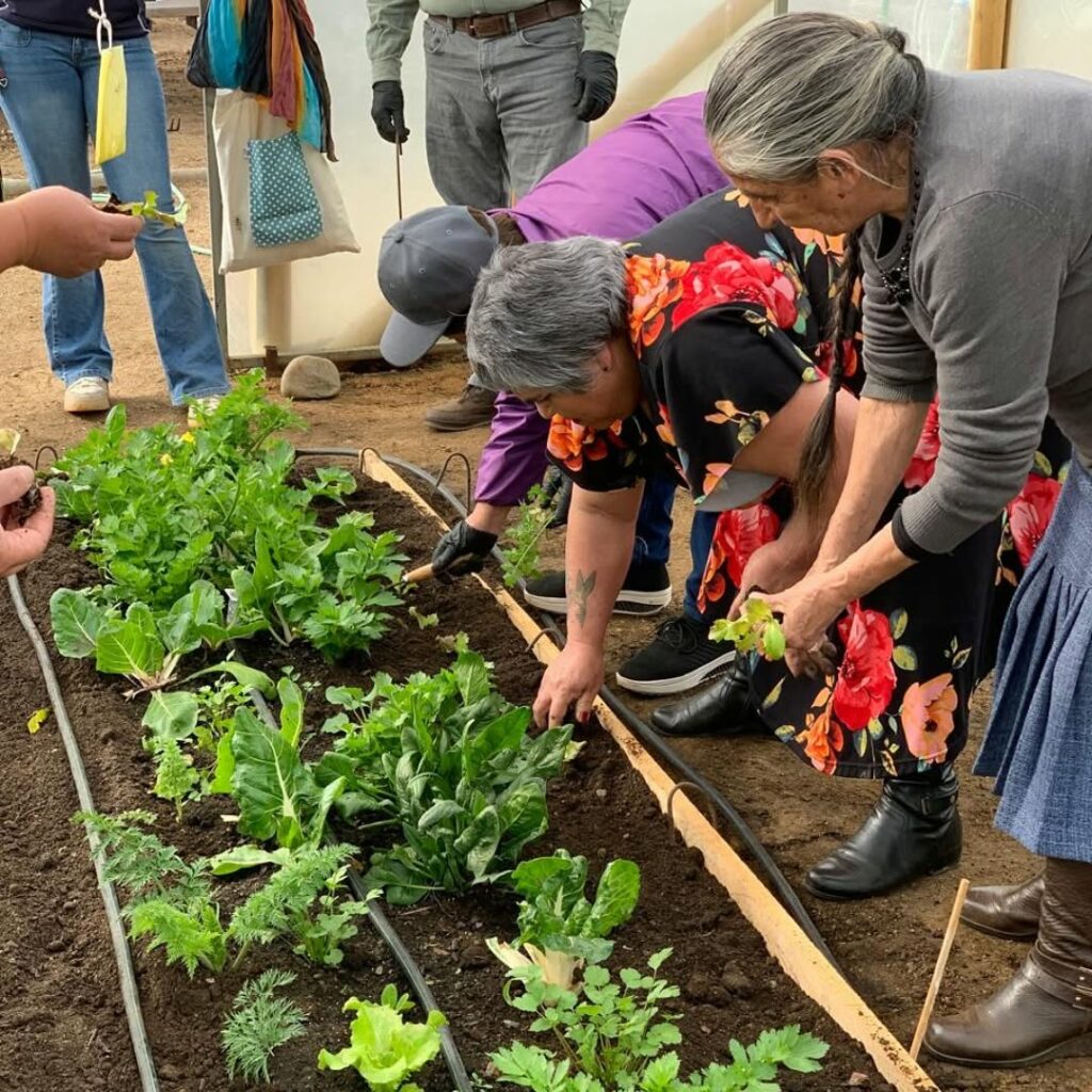 huerta comunitaria. Créditos: Fundación Huertos Comunitarios