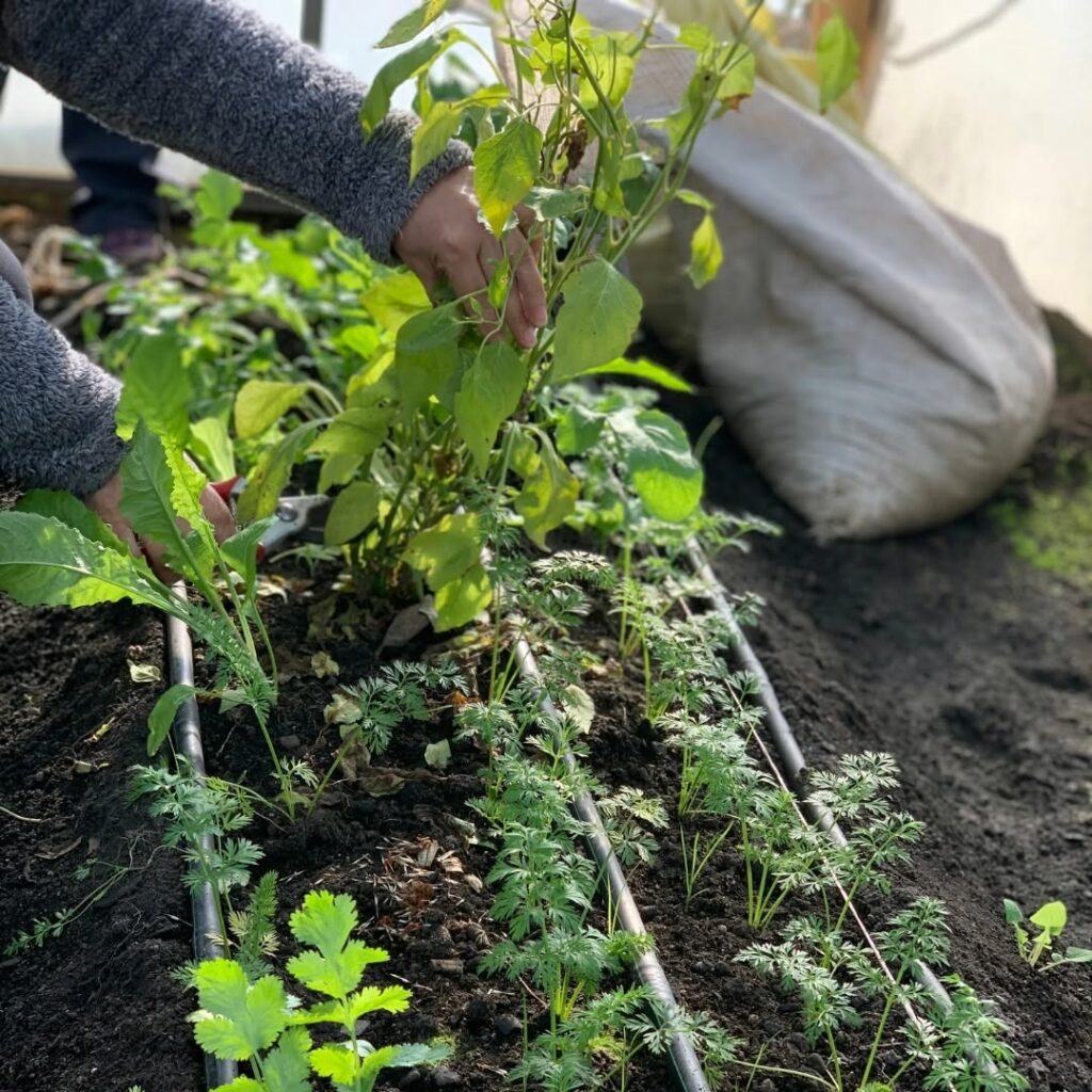 huerta comunitaria. Créditos: Fundación Huertos Comunitarios