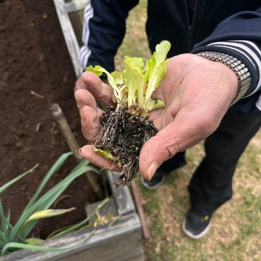 huerta comunitaria en Hogar San José. Créditos: Fundación Huertos Comunitarios 3