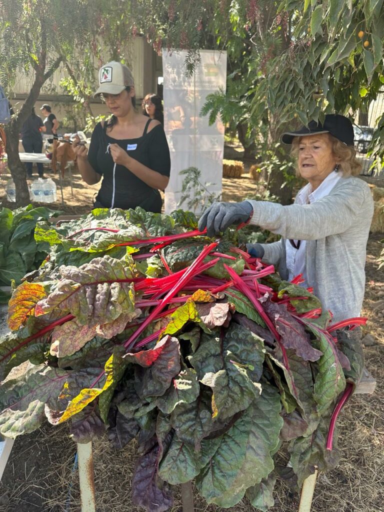 Huerta comunitaria La Pintana. Créditos: Ana María Cortés - Huertas Comunitarias