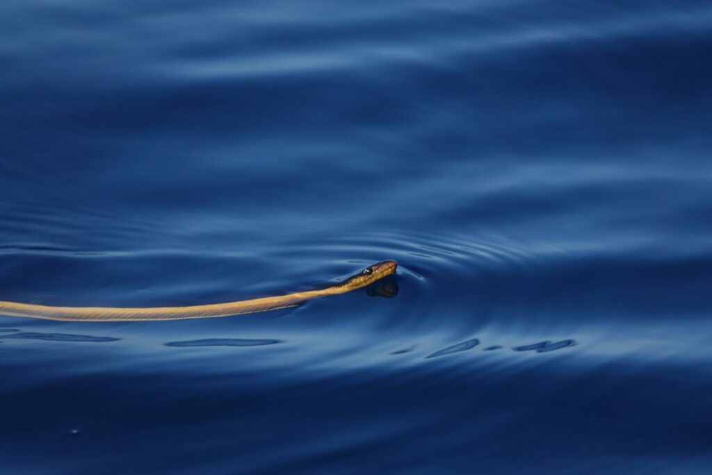 Serpiente marina amarilla (Hydrophis platurus). Créditos: ©Barna Takats