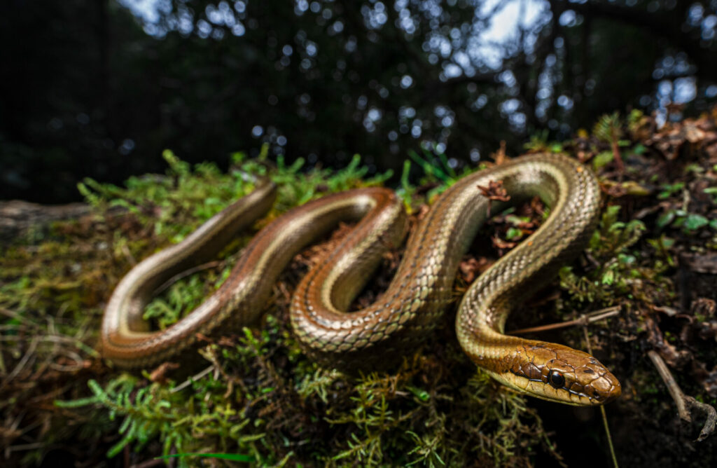 Culebra alto andina de Simonsi (Incaspis simonsii). Créditos: ©Germán Chávez