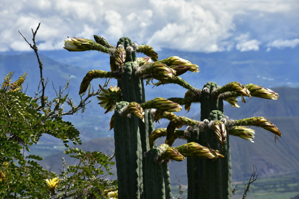 Cactus San Pedro (Trichocereus macrogonus). Créditos: ©Jorge Brito