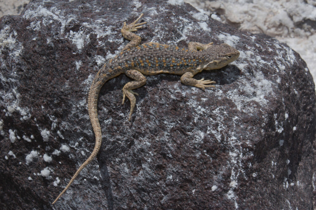 Liolaemus schmidti, Salar de Ascotán