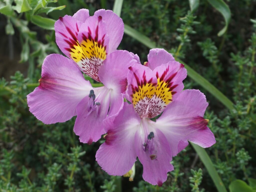 Lirio Alstroemeria philippii ssp. philippii - Los Colores del Desierto - Consuelo Valdés