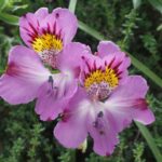 Lirio Alstroemeria philippii ssp. philippii - Los Colores del Desierto - Consuelo Valdés