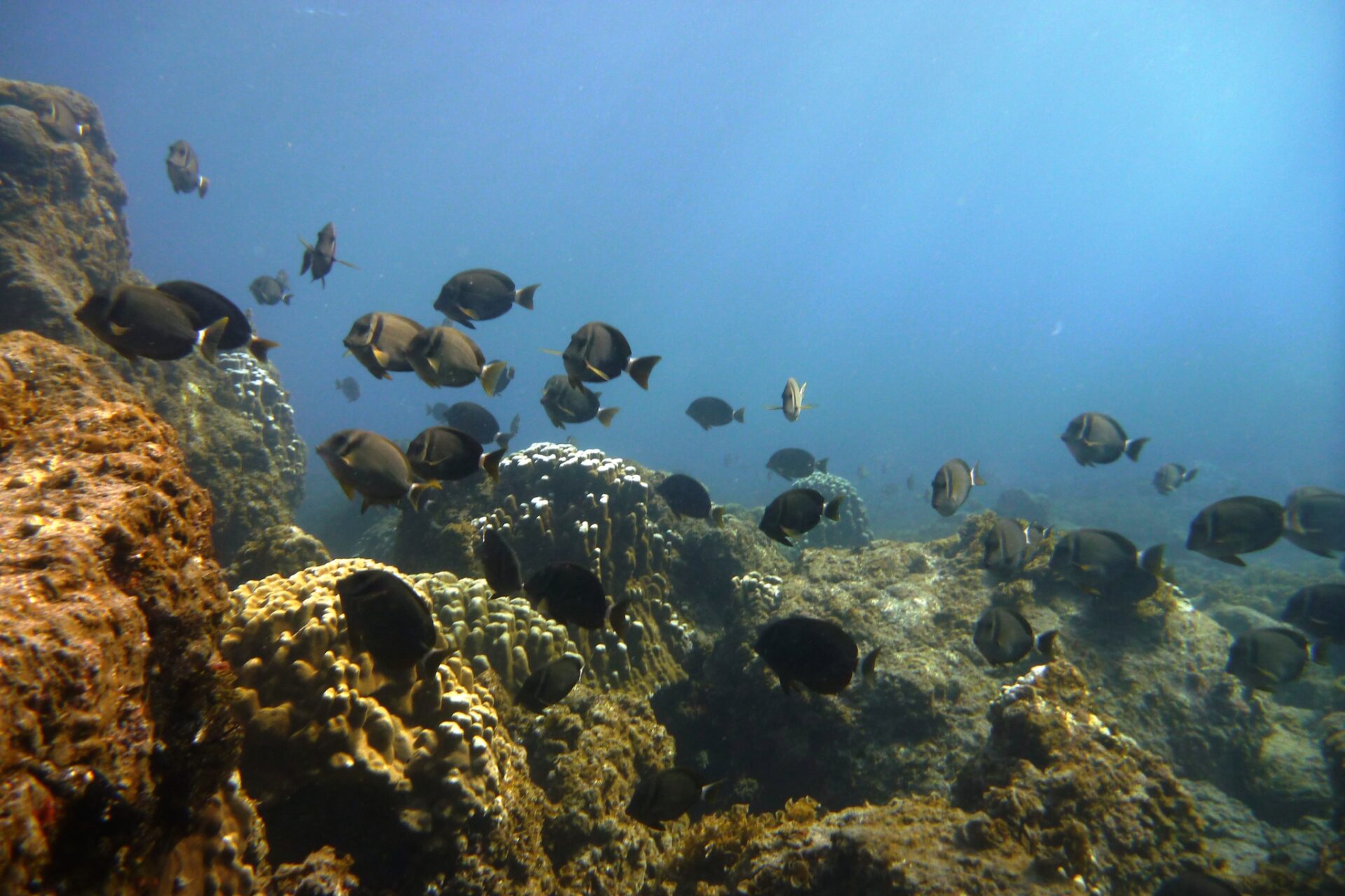 Se avanza: Rapa Nui aparece como la isla con menos contaminación en peces de arrecifes de las islas del Pacífico