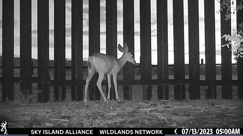 Venado bura no puede cruzar un pequeño paso de fauna silvestre. Foto: Sky Island Alliance / Wildlands Network.