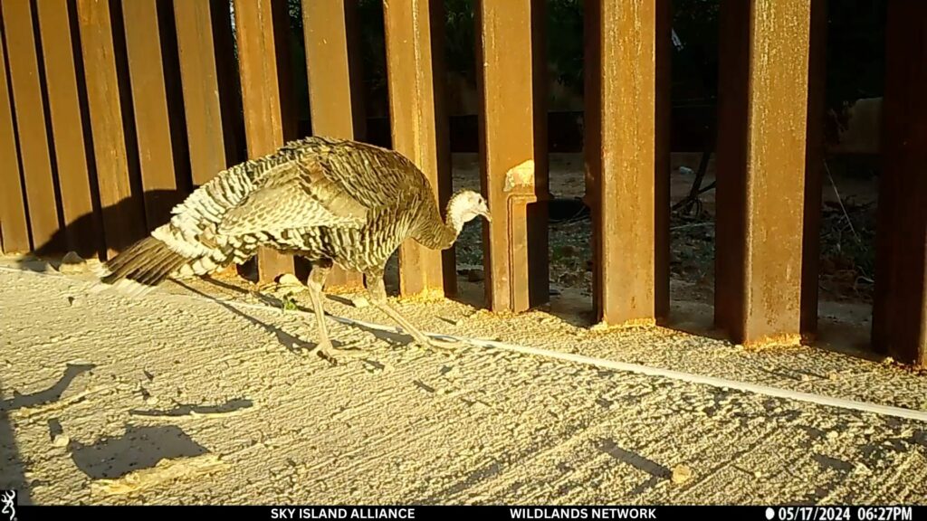 Un pavo salvaje se detiene frente al pequeño paso para la vida silvestre, pero no cruza. Foto: Sky Island Alliance / Wildlands Network.