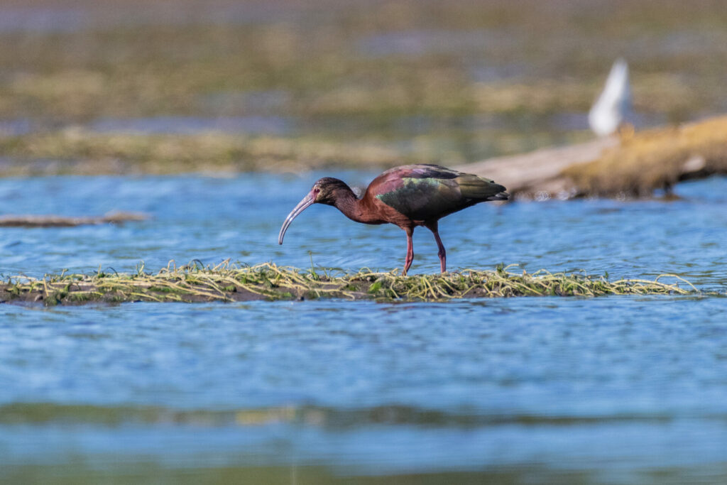 Fauna en humedales. Créditos: Mylthon Jiménez