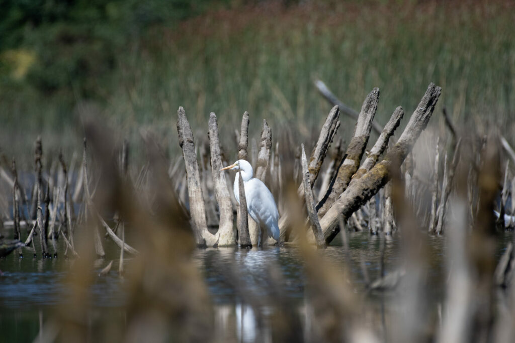 Fauna en humedales. Créditos: Mylthon Jiménez