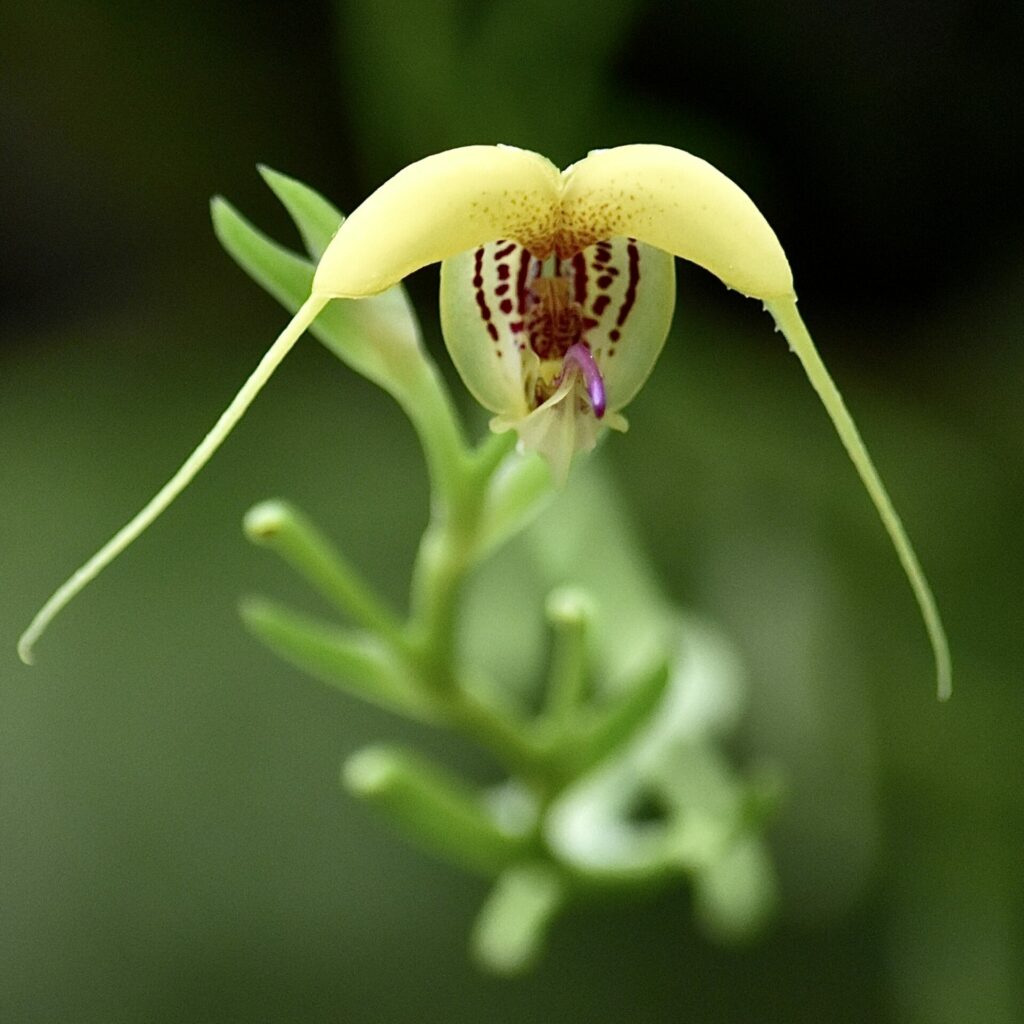 Orquídea