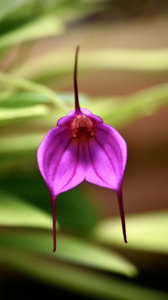 Orquídea