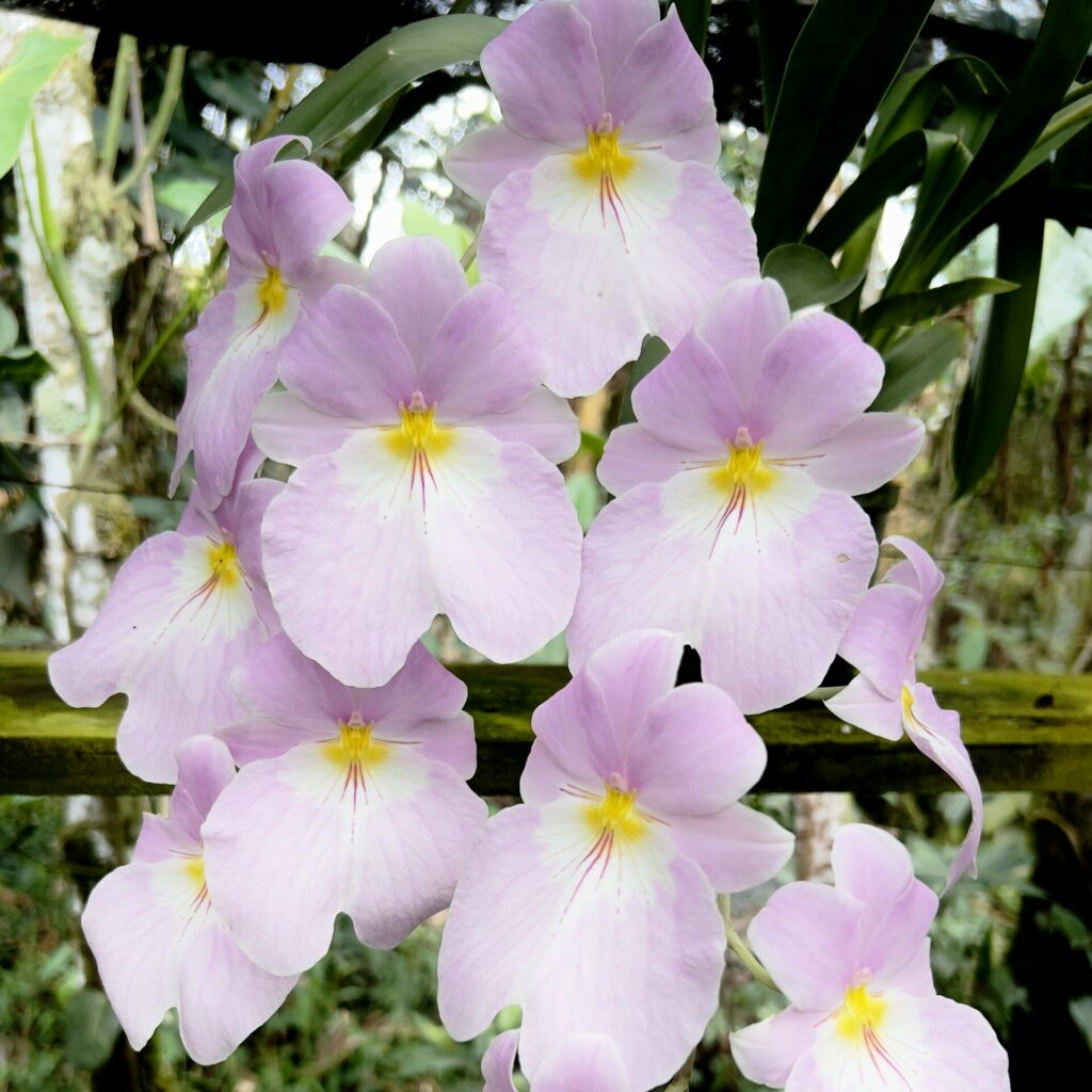 Orquídea