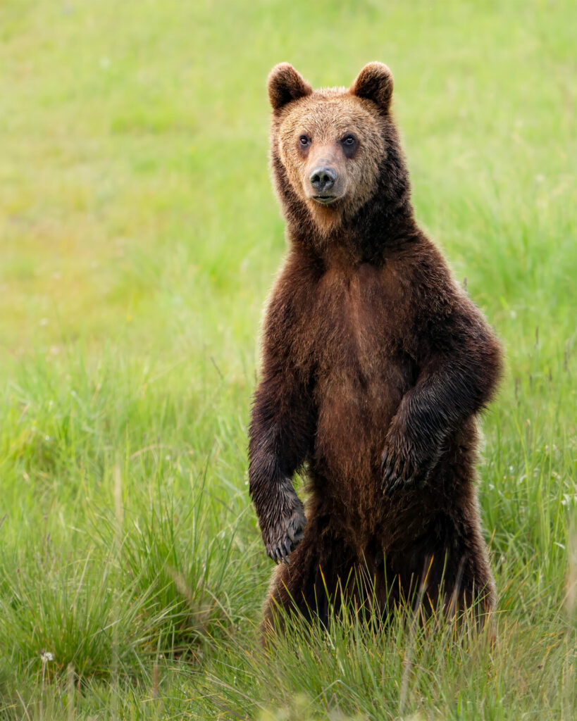 Oso pardo europeo. Créditos: Andrés Noval.