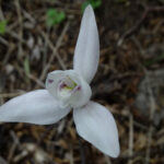 Palomita Codonorchis lessonii Los Colores de la Patagonia - Ma Teresa Eyzaguirre