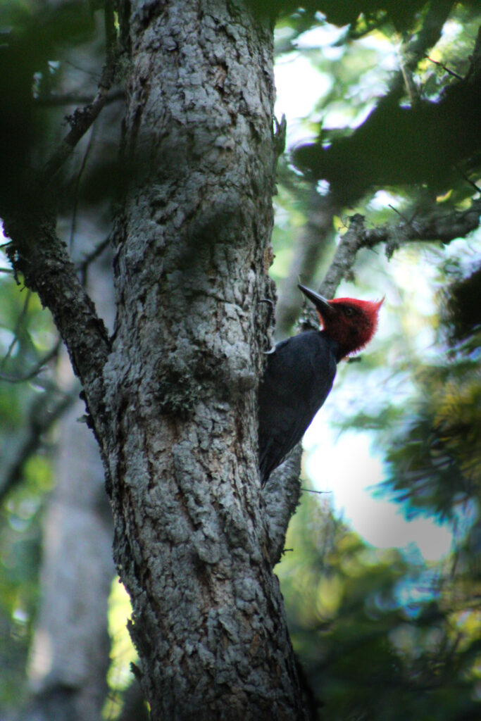 Parque Natural Tricahue. Créditos ©Parque Natural Tricahue