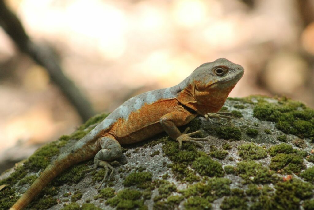 Parque Natural Tricahue. Créditos ©Parque Natural Tricahue