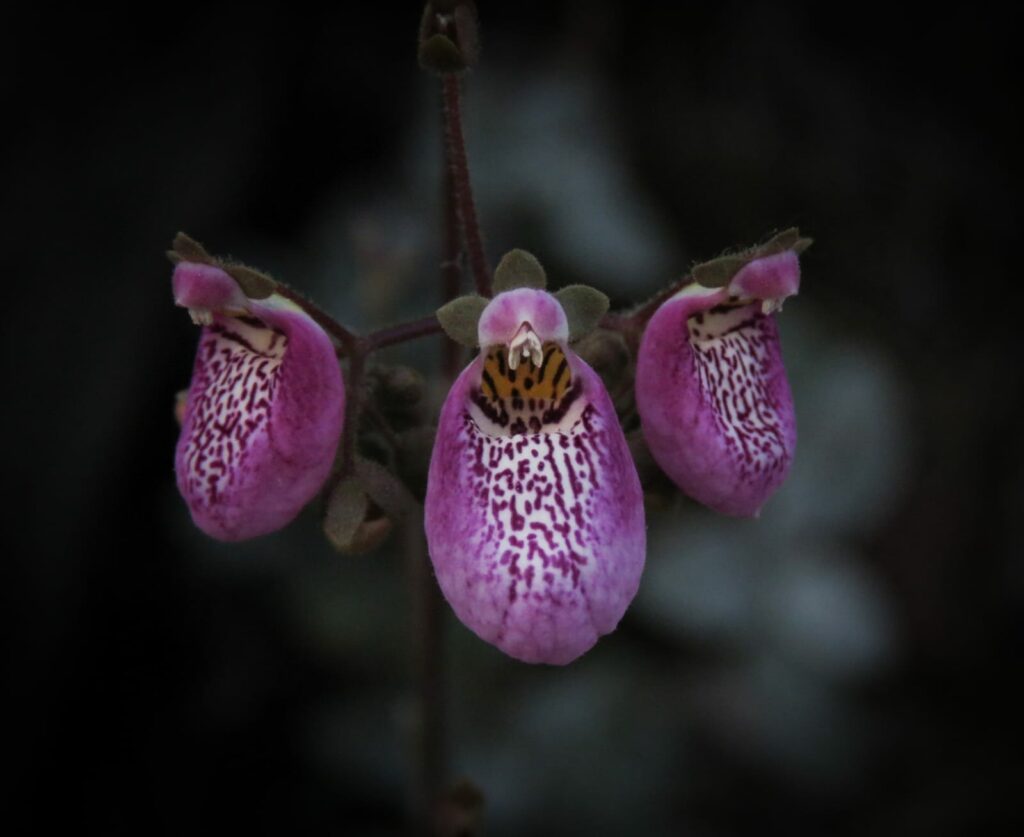 Orquídea. Parque Natural Tricahue. Créditos ©Parque Natural Tricahue