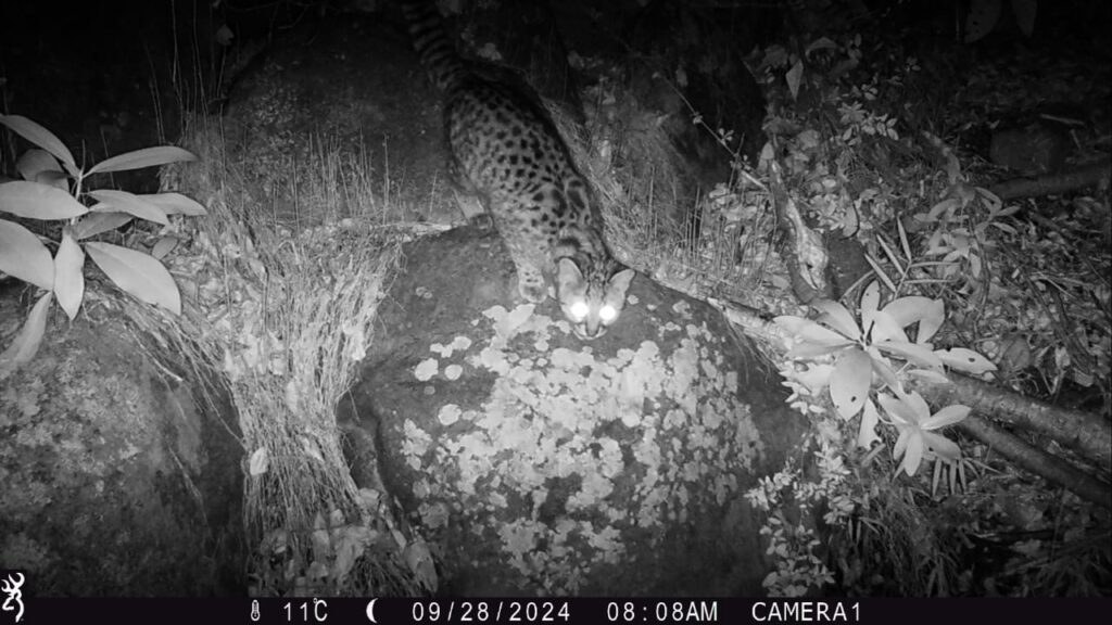 Gato güina (Leopardus guigna) captado por cámaras trampa en Parque Natural Tricahue. Créditos ©Parque Natural Tricahue