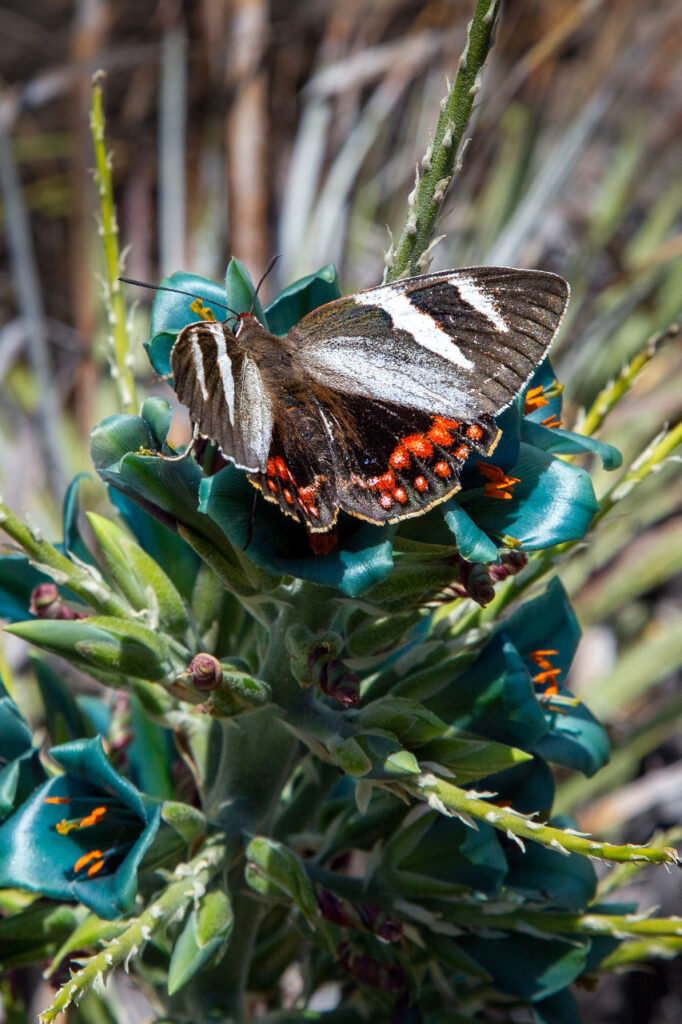 Mariposa del chagual (Castnia eudesmia) en Parque Natural Tricahue. Créditos ©Parque Natural Tricahue